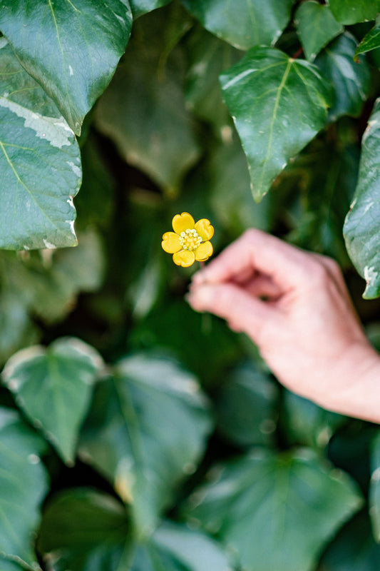 theglassflorist Individual Glass Buttercup Stems