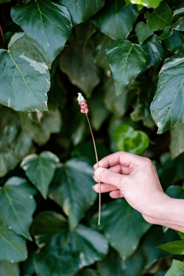 theglassflorist Individual Glass Foxglove Stems