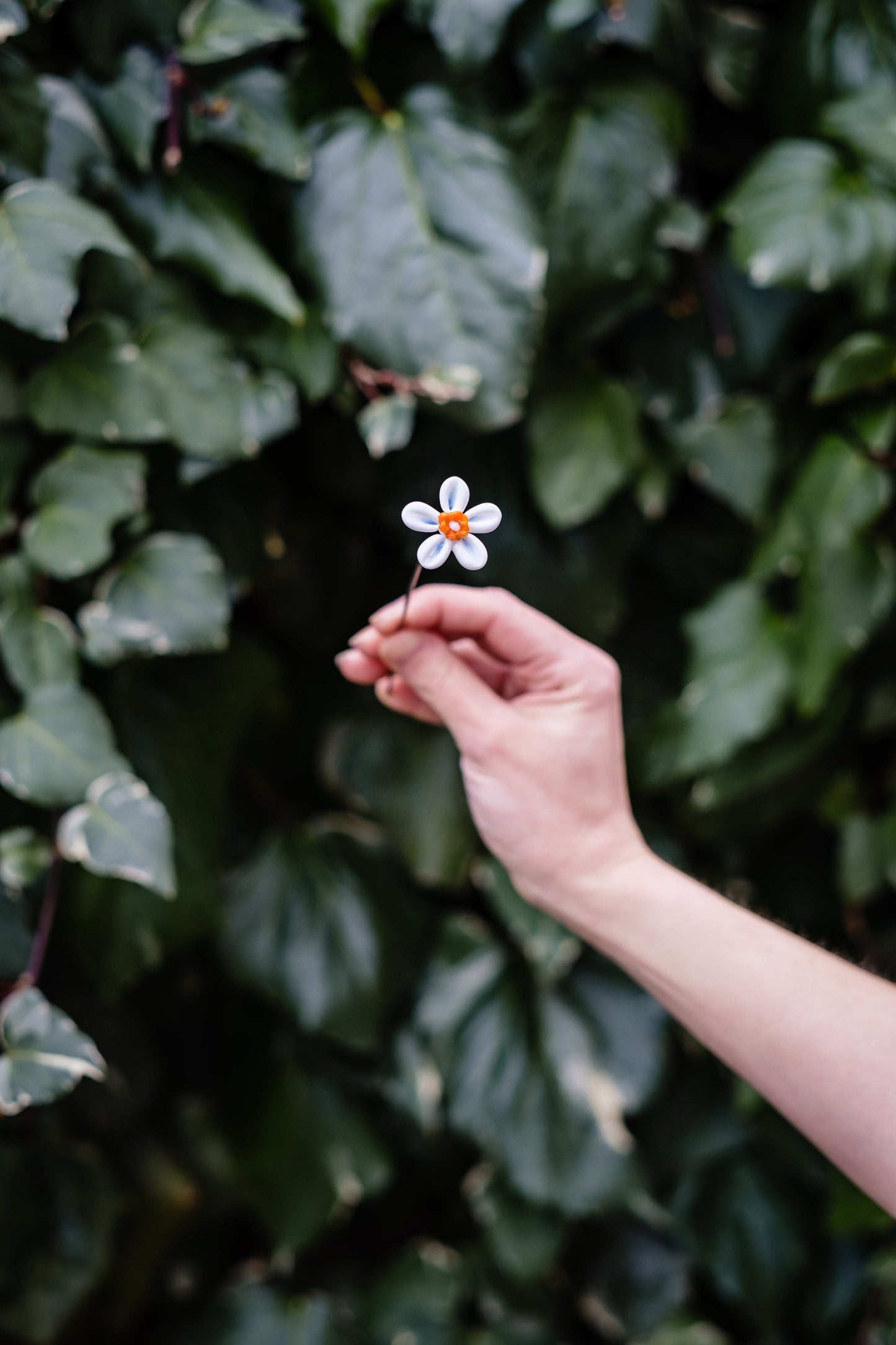 theglassflorist December Narcissus