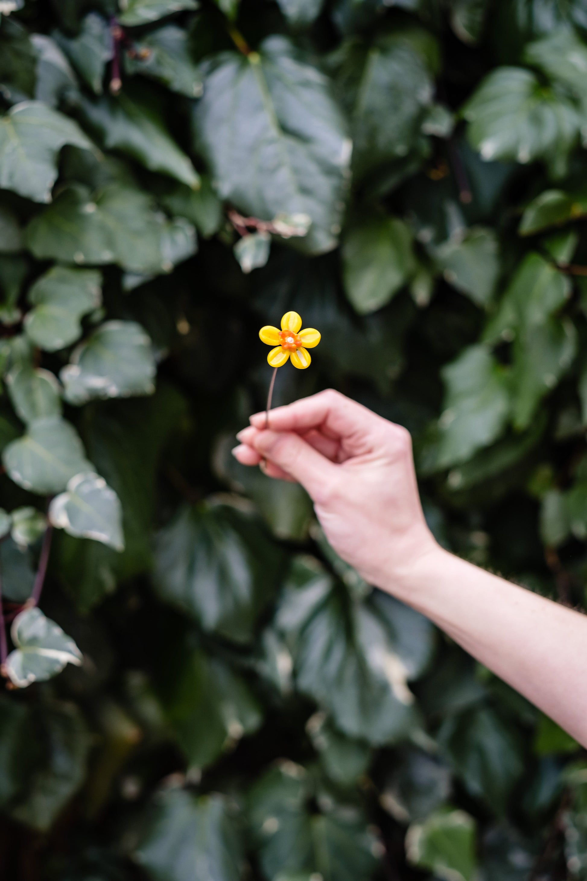 theglassflorist March Daffodil