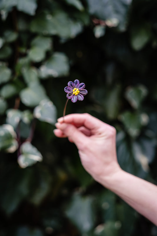 theglassflorist September Aster